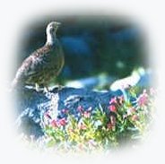 oregon wildlife near gathering light ... a retreat offering tree houses, treehouses, the cottage, cabins. gathering light, a retreat offering cabins near crater lake national park and klamath basin birding trails in southern oregon. cabins, tree houses, rv camping and vacation rentals in the forest on the river near crater lake national park and klamath basin birding trails.