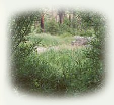 cozy comfort cabins on the river in the forest at Gathering Light ... a retreat for nature lovers located in southern oregon near crater lake national park and klamath basin birding trails. cabins, tree houses, rv camping and vacation rentals in the forest on the river near crater lake national park and klamath basin birding trails.