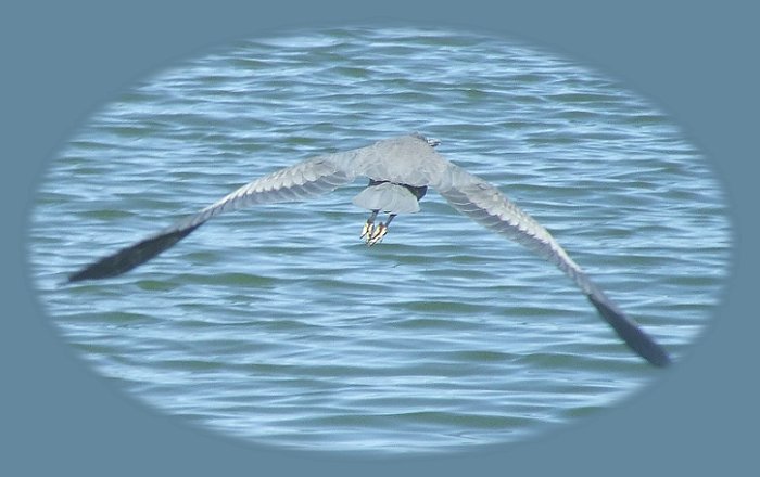 a great blue heron taking flight at eagle ridge in klamath county, on klamath lake in the valley between doak mountain and the cascade mountains of oregon. not far from crater lake located in the klamath basin, number one for birding in the west.