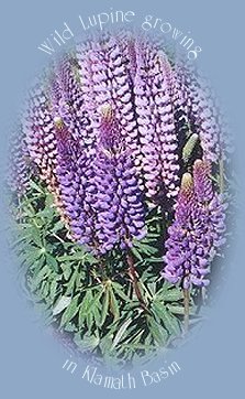 Wild lupine growing in klamath basin on the crater lake hwy, traveling to crater lake national park.