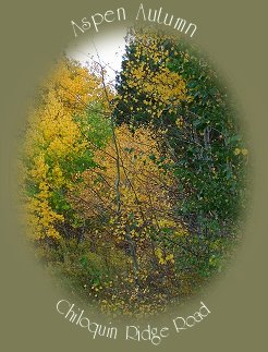 aspen autumn on chiloquin ridge road in klamath basin, oregon.