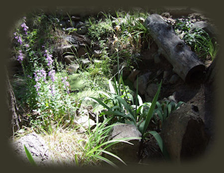 Underground stream flow into Kimball Creek, Fort Creek, into the Williamson River, more in the area surrounding gathering light ... a retreat and crater lake national park. gathering light ... a retreat located near crater lake national park in southern oregon.