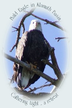 Bald eagle fishing in klamath lake near gathering light ... a retreat located in southern oregon near crater lake national park: cabins, tree hosues on the river in the forest.