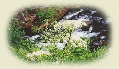 wild fennel blooming alongside the wild and scenic umpqua river.