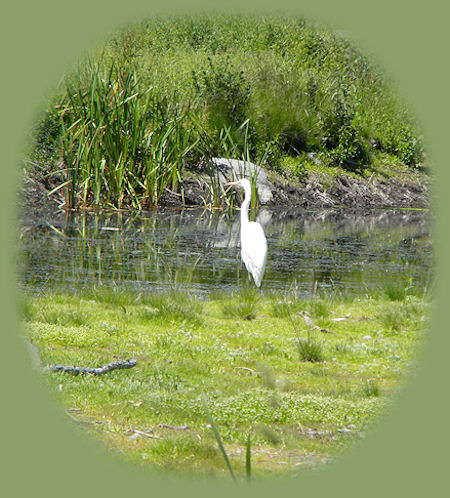 hagelstein park birding trail, along with wood river wetlands birding trail, are part of the many birding trails of the klamath basin in the pacific flyway in southern oregon near crater lake national park.