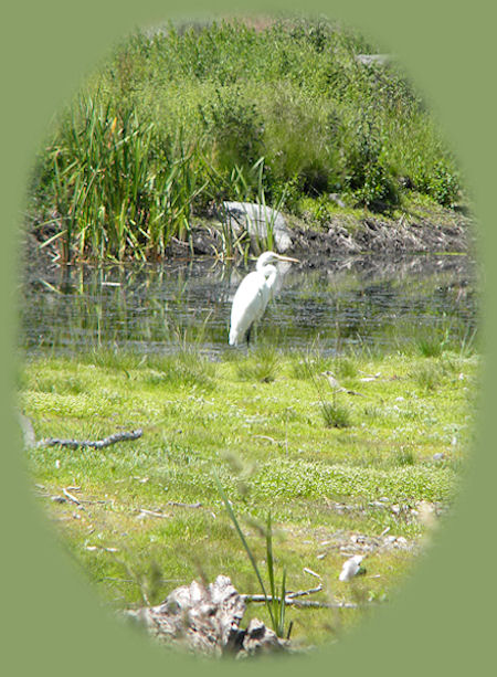 hagelstein park birding trail, on the eastern flank of klamath lake, is not far from wood river wetlands birding trail. both of them are ideal for birders as they're part of the many klamath basin birding trails in the pacific flyway of southern oregon, not far from crater lake national park in the cascade mountains of oregon.