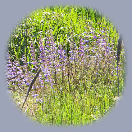 Sightseeing, photograph little known scenic places near to gathering light ... a retreat, located in southern oregon near crater lake national park.