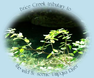 brice creek tributary of the wild and scenic umpqua river in the cascade mountains of oregon.