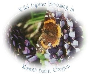 butterfly dancing on wild lupine near gathering light ... a retreat in klamath basin, near crater lake national park in oregon: cabins, tree houses in the forest on the river.