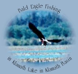 Bald eagle fishing in Klamath Lake in klamath basin in southern oregon near crater lake national park.