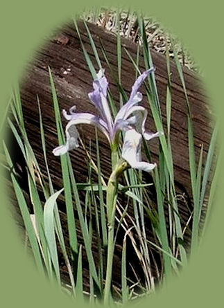 wild iris blooming on the river at gathering light ... a retreat in klamath basin near crater lake in southern oregon: cabins, tree houses in the forest on the river.
