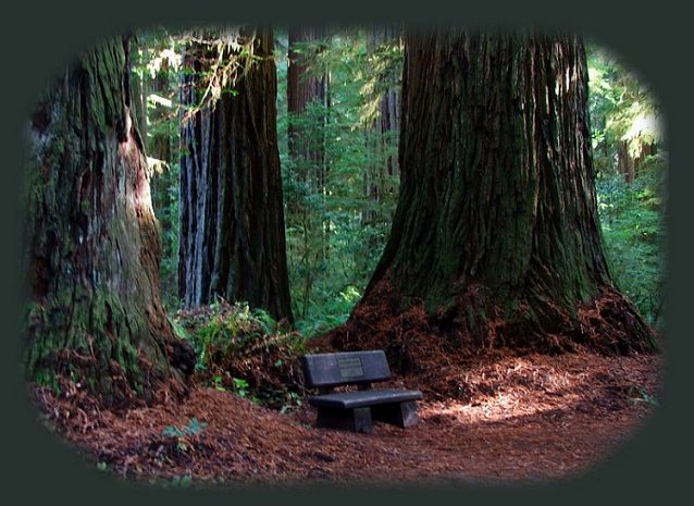 simpson reed discovery trail in the california coastal redwoods in jedediah smith redwoods state park just east of crescent city on the california coast.