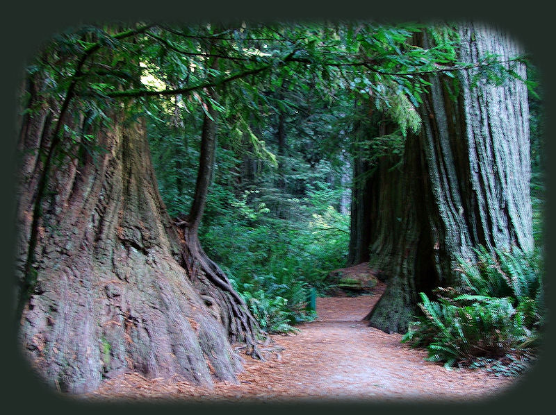 the california coastal redwoods in jedediah smith redwoods state park just east of crescent city on the california coast.