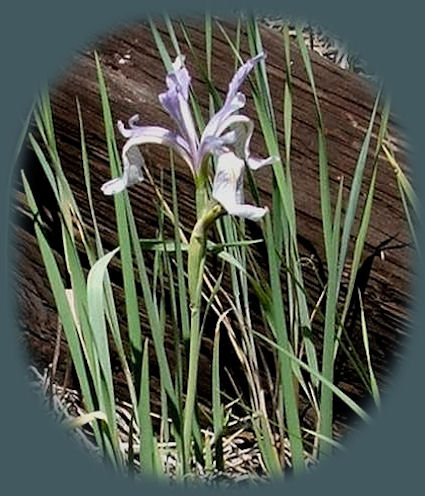 
wildflowers bloom riverside at gathering light ... a retreat located in klamath basin in southern oregon near crater lake: cabins, tree houses, treehouses and more.