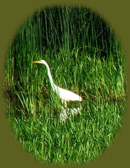 
birders' paradise, egrets at wood river wetlands, one of many klamath basin birding trails in the pacific flyway, not far from crater lake national park in southern oregon.