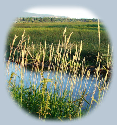 wood river wetlands one of the many birding trails in the klamath basin in the pacific flyway in southern oregon near crater lake national park.