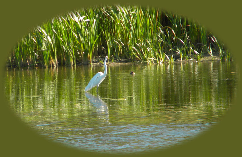egrets, pelicans, grebes, and more congregate at wood river wetlands, one of the many birding trails in klamath basin, the pacific flyway, not far from crater lake national park in southern oregon - about 20 miles from crater lake national park.