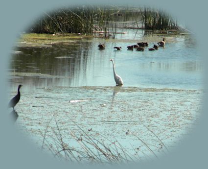 wood river wetlands, one of the many klamath basin birding trails in the pacific flyway - haven for birders in klamath basin near crater lake national park in southern oregon.