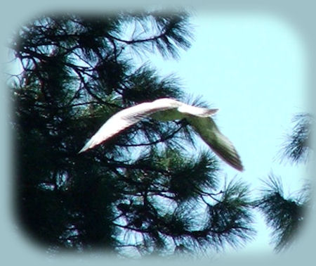 wood river wetlands, just one among many birding trails in klamath basin: upper and lower klamath national wildlife refuges, tulelake national wildlife refuge, klamath marsh, sycan marsh to name a few - all in the pacific flyway in southern oregon and near crater lake national park.