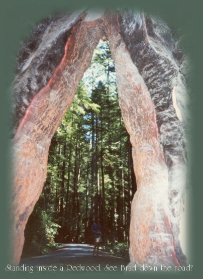 the coast redwoods of northern california.