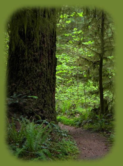 hiking the north umpqua trail in the umpqua national forest; enjoy camping in the umpqua national forest and hiking trails to waterfalls in the wild and scenic umpqua river watershedt: brice creek waterfalls, moon waterfalls, pinard waterfalls, spirit falls; hiking trails off the Rogue Umpqua Scenic byway on the wild and scenic umpqua river in the umpqua national forest: toketee waterfalls, watson falls hiking trails, fall creek falls, susan creek day use area, susan creek hiking trails, susan creek campgrounds off the rogue umpqua scenic byway, toketee campgrounds off the rogue umpqua scenic byway, lemolo campgrounds off the rogue umpqua scenic byway, diamond lake campgrounds, boulder creek campgrounds, canyon creek campgrounds, umpqua national forest campgrounds, clearwater falls campgroud, island campgrounds, lake in the woods campgrounds, bogus creek campgrounds, apple creek campground, steamboat falls campground, williams creek and eagle rock campgrounds, horseshoe bend and canton creek campgrounds, devil's campground on cow creek, cedar creek campground on brice creek, rujada campground on layng creek, whitehorse falls and clearwater falls campgrounds, susan creek waterfalls, north umpqua river, south umpqua river, umpqua river hiking trails accessed off the rogue umpqua scenic byway, forest service campgrounds, blm campgrounds, cavitt creek recreation area, deadline falls, steelhead in the umpqua river, angling, hiking trails to lemolo waterfalls, clearwater waterfalls, whitehorse waterfalls, clearwater river, toketee lake, umpqua hot springs, steamboat creek waterfalls, warm springs waterfalls, lemolo lake; hiking trails on the little river in the umpqua river watershed in the umpqua national forest: wolf creek waterfalls, grotto falls, hemlock waterfalls, hemlock lake, cavitt creek waterfalls, recreation area, shadow waterfalls, yakso waterfalls; hiking trails on the south umpqua river watershed: south umpqua waterfalls, campbell waterfalls, hiking trails in theboulder creek wilderness area, hiking trails in the mt thielsen rogue umpqua divide wilderness area, cathedral waterfalls off the south umpqua river; hiking trails in the row river watershed: moon, spirit and pinard waterfalls.